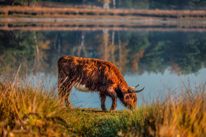 Highlander écossais broutant à travers une réserve naturelle par Bas Fransen
