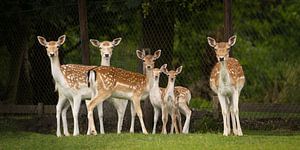 Mutterhirschherde