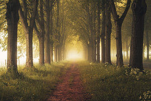 Ins Licht - Eine Allee aus Lindenbäumen im Frühling