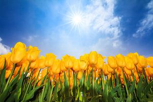 Gele zonnige tulpen van Dennis van de Water