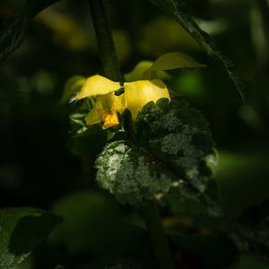 Colorful yellow dead-nettle II sur Paul de Vos