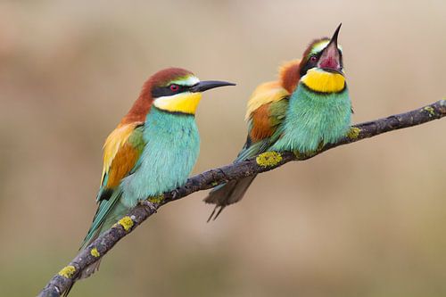 Bee-eaters
