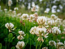 Blumenfeld von Miranda Koenders