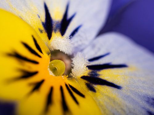 Het vrolijke hart van een viooltje
