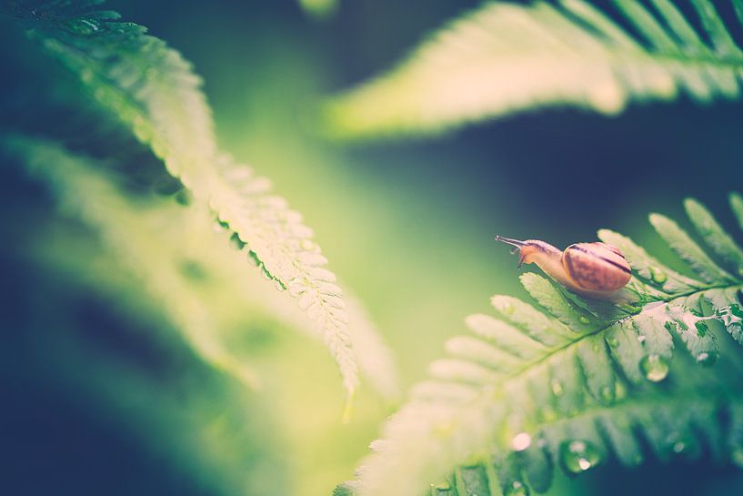snail looks over the edge by mirka koot