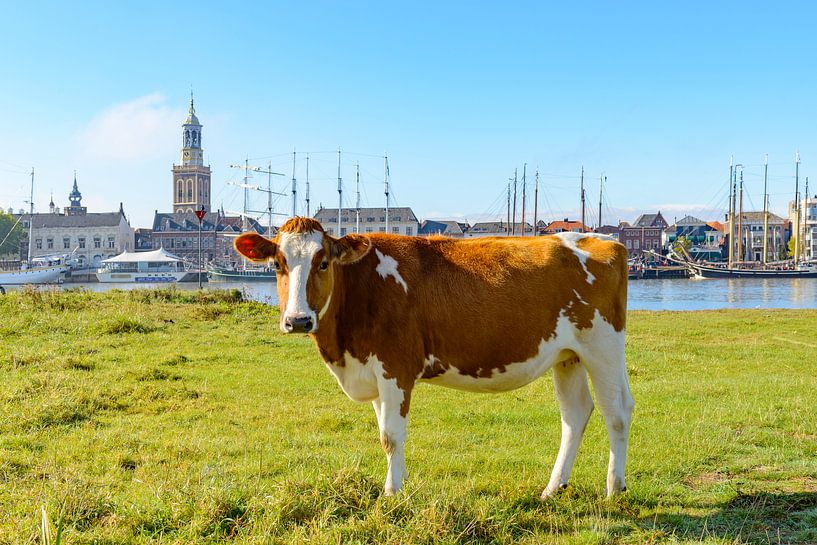 Cow grazing at the river IJssel in front of the skyline of Kampen by Sjoerd van der Wal Photography