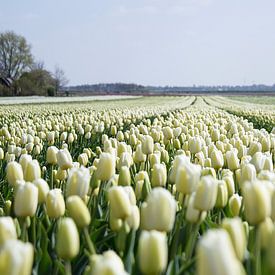 Wit tulpenveld van Angelique van 't Riet