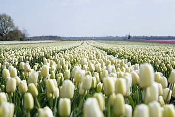 Wit tulpenveld van Angelique van 't Riet