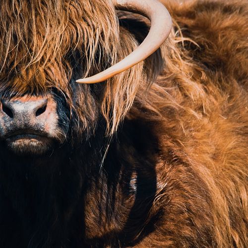 Gros plan sur un Highlander écossais