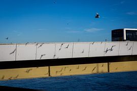 Linien auf der Wilhelmina-Brücke in Maastricht von Studio Zwartlicht