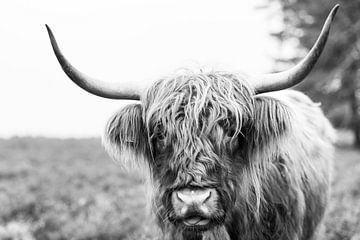Portret van een Schotse Hooglander in zwart wit