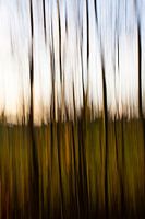 Blurred trees