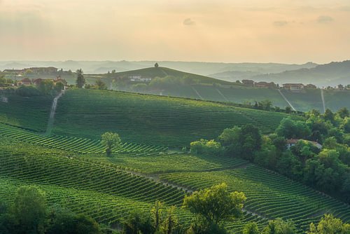 Sonnenuntergang über den Weinbergen der Langhe bei Neive und Barbaresco, Piemont