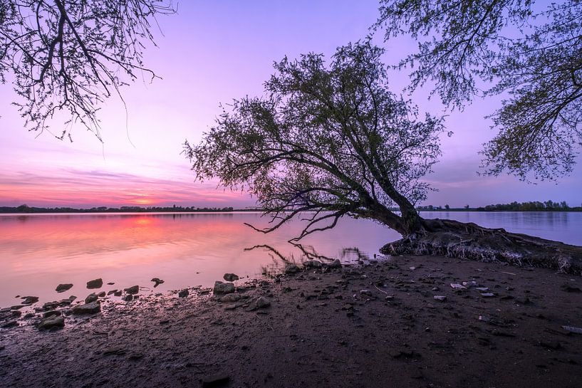 Sunset by old tree by Moetwil en van Dijk - Fotografie