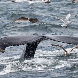 Whale tail by Jolene van den Berg