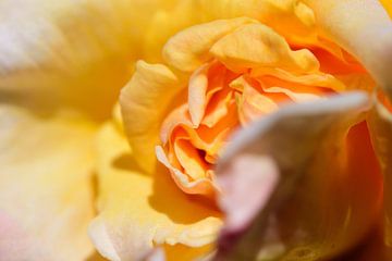 A close-up of a yellow rose