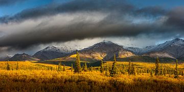 Herfst landschap in het Denali nationaal park in breedbeeld van Chris Stenger