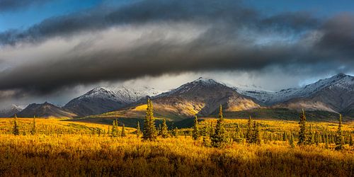 Herfst landschap in het Denali nationaal park in breedbeeld