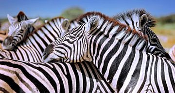 Ontspannen zebra's, Namibië van W. Woyke