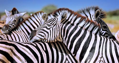 Relaxed zebras, Namibia