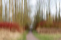 Dordtse Biesbosch