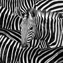 Modernes Zebra-Portrait in Schwarz-Weiß von Diana van Tankeren Miniaturansicht