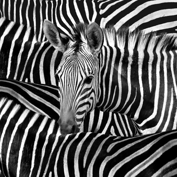 Modernes Zebra-Portrait in Schwarz-Weiß von Diana van Tankeren