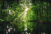 Pond in the forest