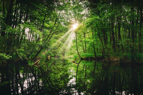 Vijver in het bos