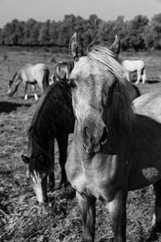 Die Pferde auf dem Ijsel von Soekardjo Photography