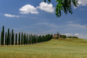 Cipressen in Toscane van Erwin Maassen van den Brink