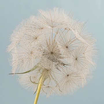 Vierkant met een ronde pluizenbol van een Tragopogon (Morgenster) van Marjolijn van den Berg