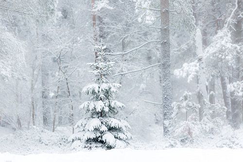 Une scène d'hiver. Dwingelderveld, Drenthe. sur Ton Drijfhamer
