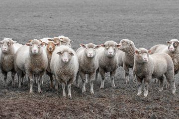 sheep, sheeps, mutton by M. B. fotografie