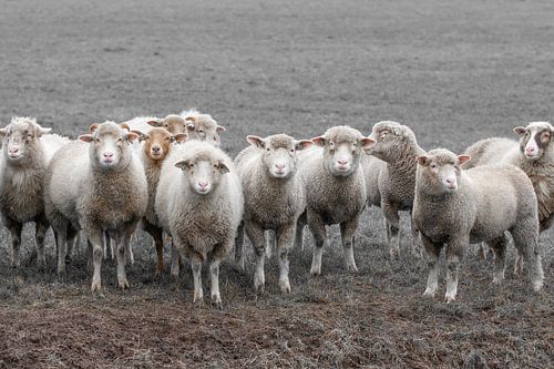 schapen, sheeps, schaap