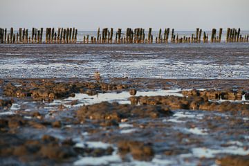 Moddergat, Waddenzee van Taco Ruiten