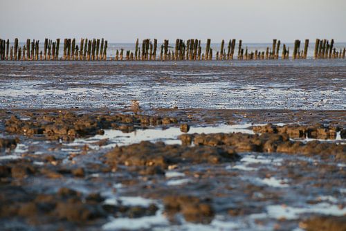 Moddergat, Waddenzee