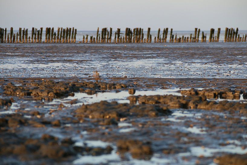 Moddergat, Waddenzee by Taco Ruiten