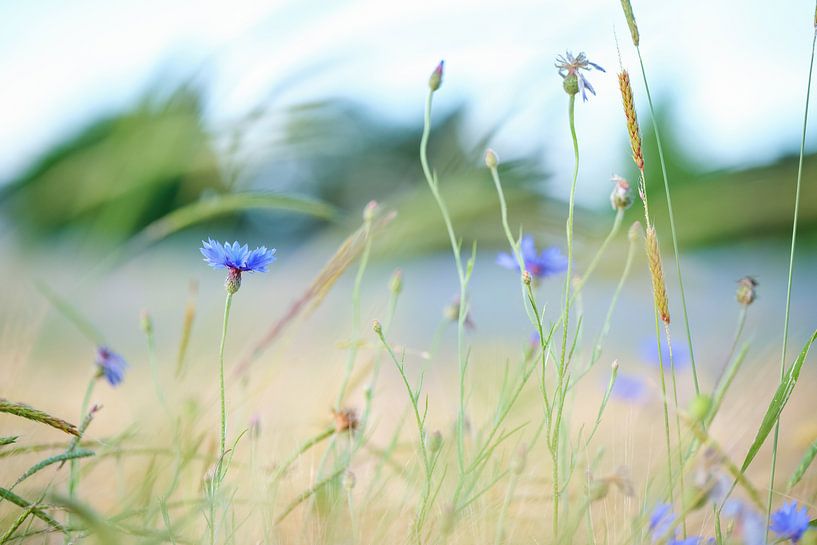 Kornblumen von Silvio Schoisswohl