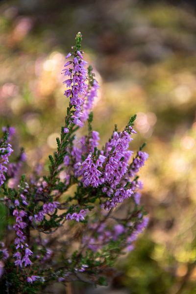 Heather by Sabine Claus