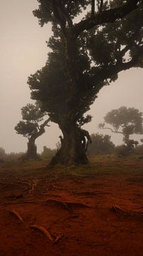 Mysterieus Fanal Forest met Mist en Koeien