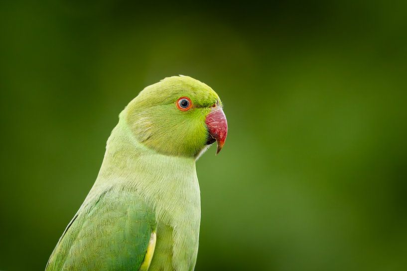 Wild Collared Parakeet by Kees Wassenaar