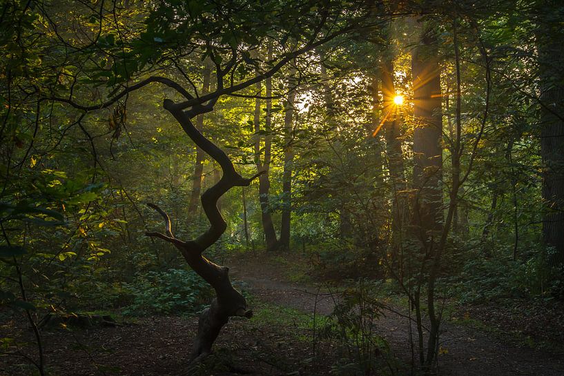 Spooky......... by Ger van Beek
