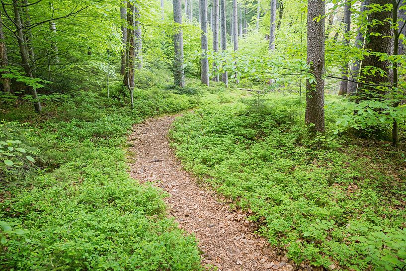 boslandschap in de lente, met bosbessenstruiken van SusaZoom