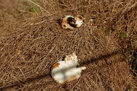 Cats by Simona Lamberti