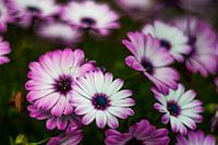 Wit  en paars madeliefje bloem