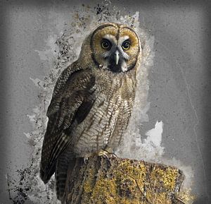 malerei großgrau-owl-hybrid-hs3016287