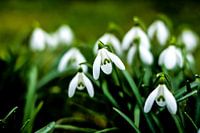 Snowdrops