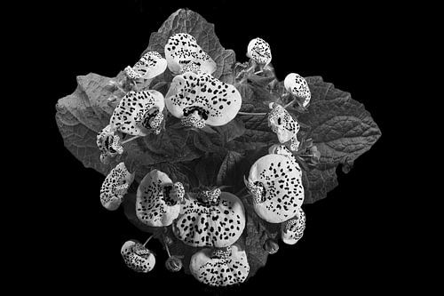 Kleurige bloemen in zwartwit.
