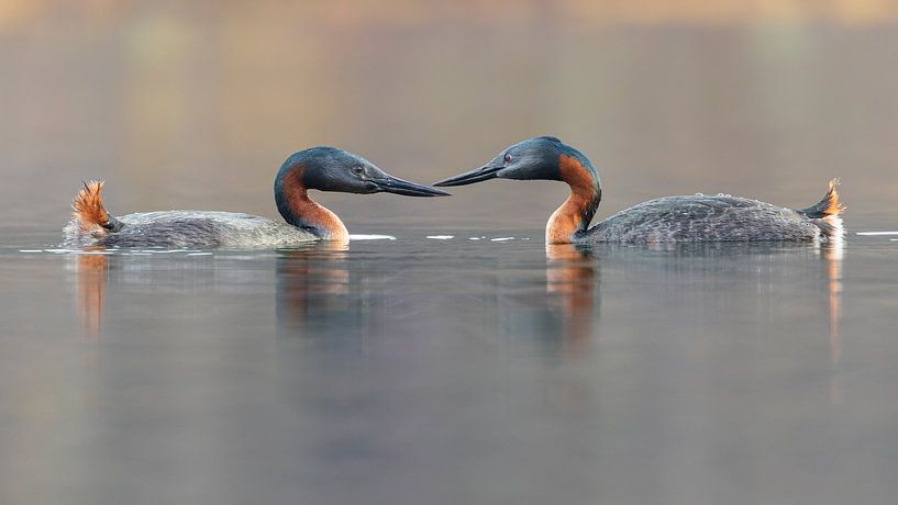 Great Grebe in mirror image by Lennart Verheuvel